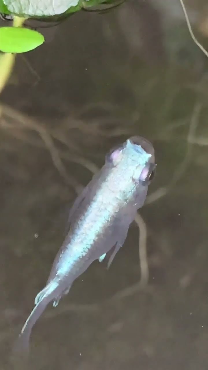 幹之ダルマメダカ スーパー光